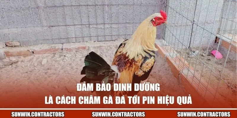 Đảm bảo dinh dưỡng là cách chăm gà đá tới pin hiệu quả
