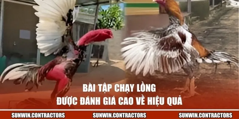 Bài tập chạy lồng được đánh giá cao về hiệu quả