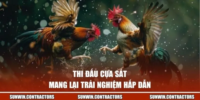 Thi đấu cựa sắt mang lại trải nghiệm hấp dẫn