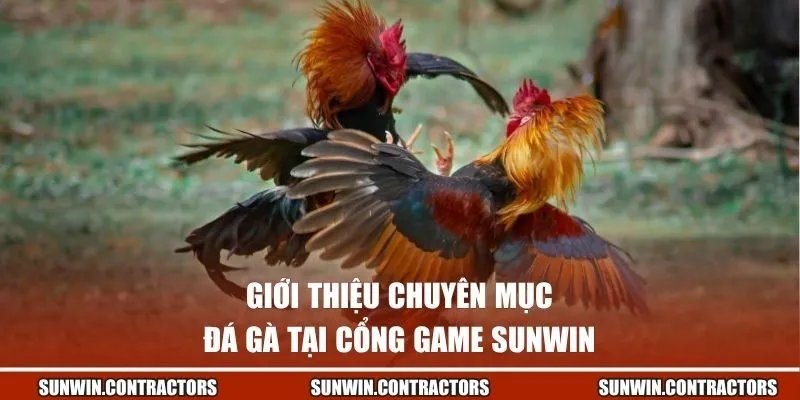 Giới thiệu chuyên mục đá gà tại cổng game Sunwin