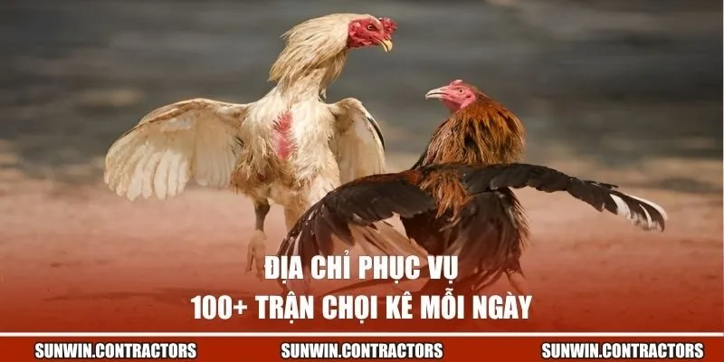 Địa chỉ phục vụ 100+ trận chọi kê mỗi ngày
