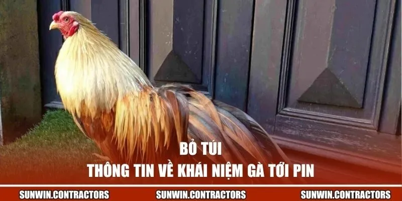 Bỏ túi thông tin về khái niệm gà tới pin